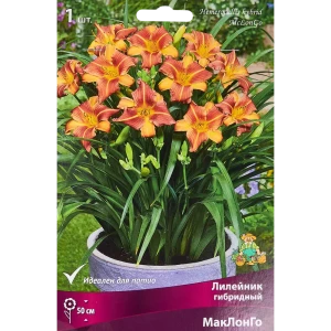 Лилейник гибридный Маклонго 85205698 STLM-2161921
