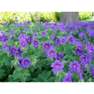 Герань микс ø20 h50 см 85324899 STLM-2142501