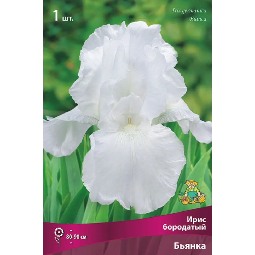 Ирис бородатый Бьянка 89452279 STLM-2138455 ПОИСК 