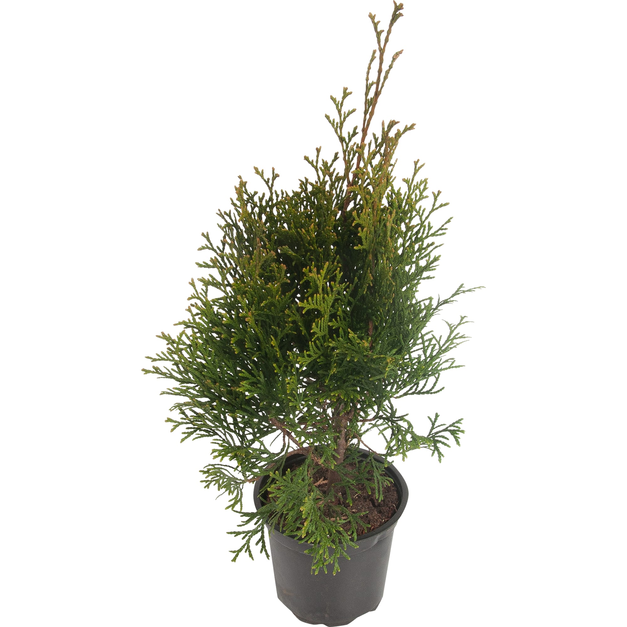 82176353 Туя западная «Голден Смарагд» 5-7.5 л 50-70 см Santreyd 