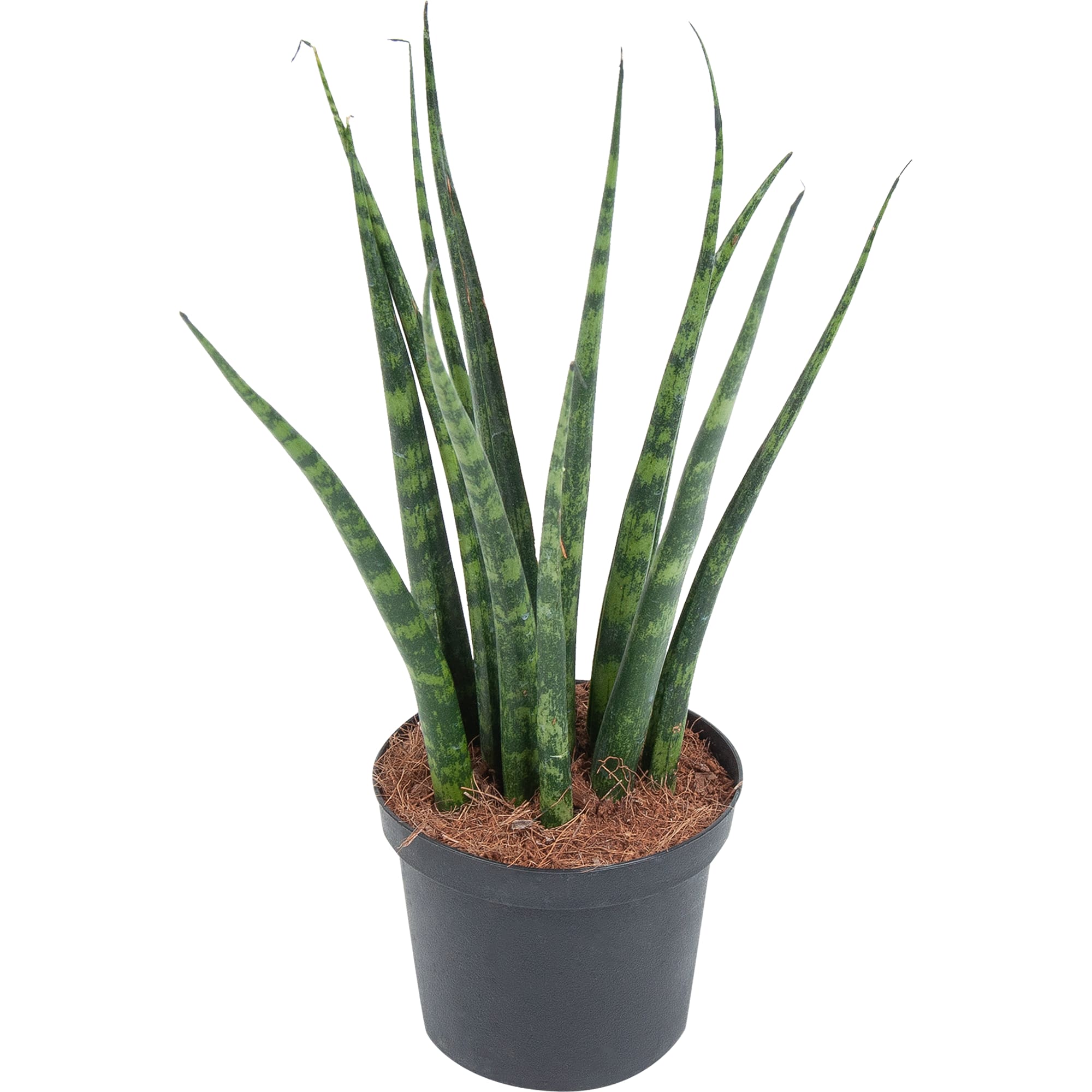 82850389 Сансевиерия микс 9х16 см Santreyd 