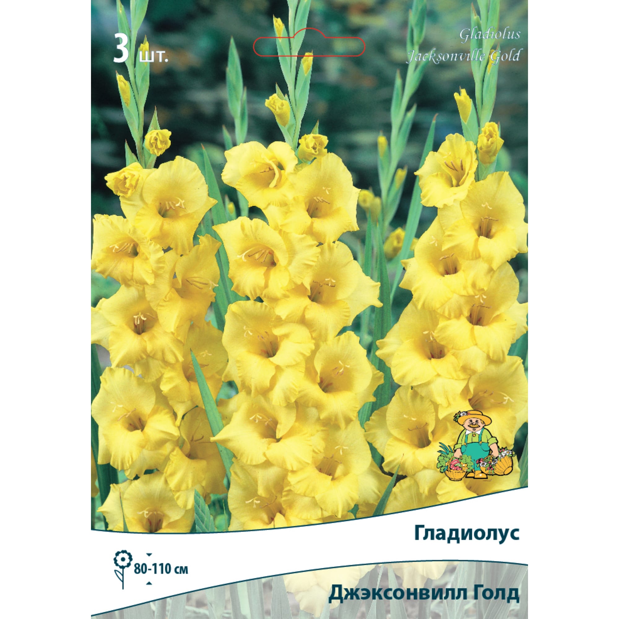 83596662 Гладиолус крупноцветковый Джэксонвилл Голд луковица 10/12 Santreyd 