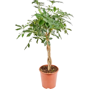 Шеффлера компакта переплетённая 27x120 см 82850391 STLM-2027877