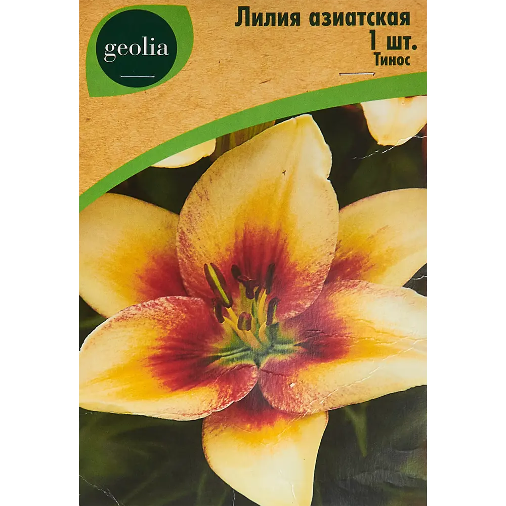 Лилия Geolia азиатская Тинос 86408615 STLM-2196166 