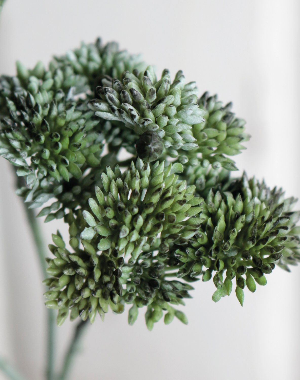 6699 819 a3 Ветка очитка искусственная, 32 см, матово-зеленый H-andreas  - Вид №2