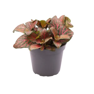 Фиттония Джоли Джосан Santreyd — комнатное растение с розовыми прожилками 89375033