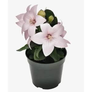 Платикодон Поп Стар микс ø9 h10 см