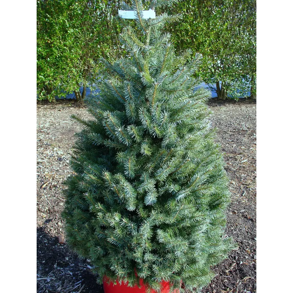 Ель сербская Оморика ø22 h65 см 84834202 STLM-2067193 PLANTMARKET 