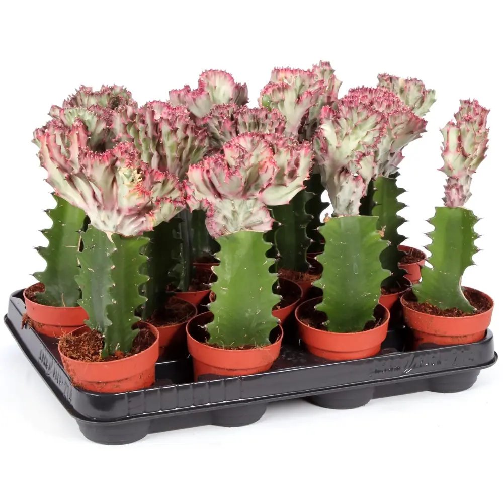 Santreyd Эуфорбия Лактея кристата — суккулент с гребневидной кроной 85062783 STLM-0058117