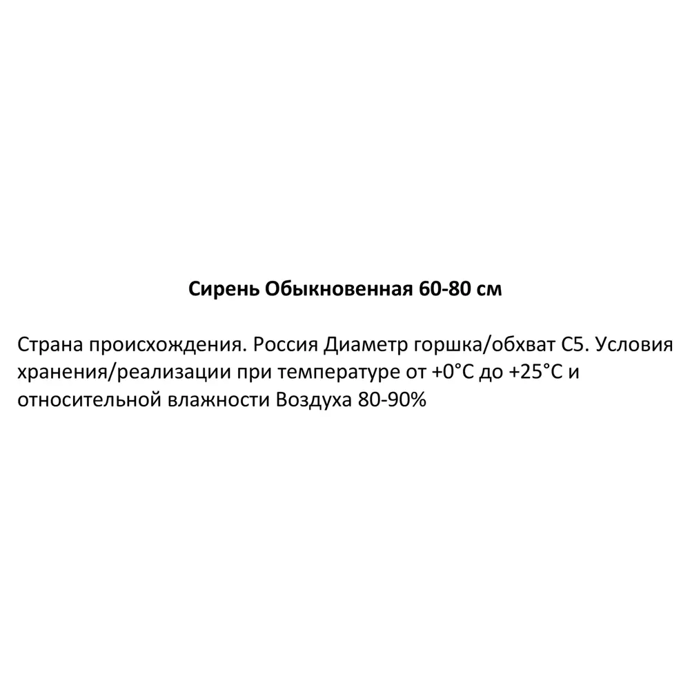 Сирень обыкновенная ø22.5 см h60-80 см 85087647 STLM-2200190 Santreyd 