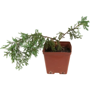 Можжевельник чешуйчатый «Блю Карпет» 15x30 см 82596781 STLM-2122790