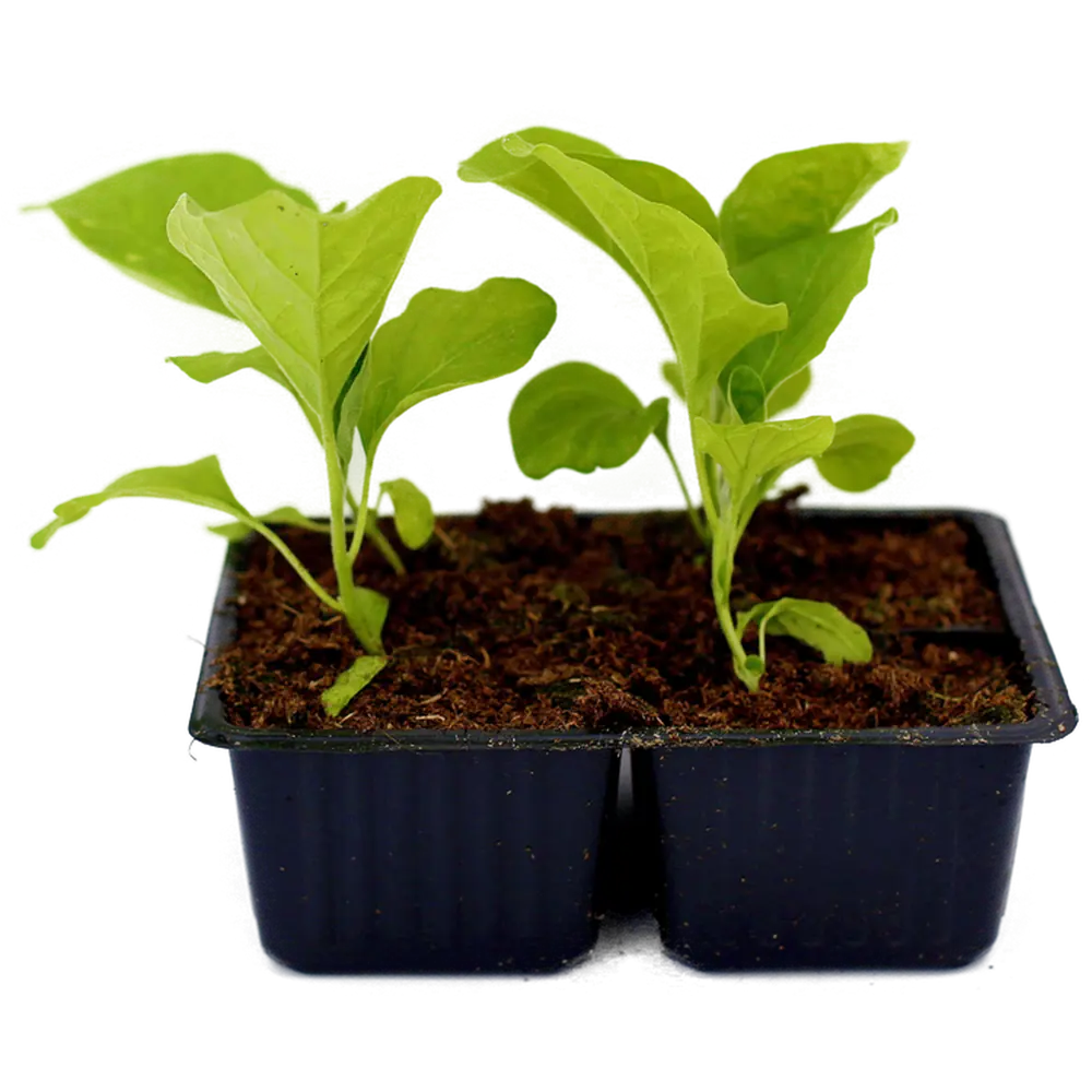 Santreyd Баклажан рассада 4 шт - готовые к высадке саженцы 87544049 STLM-0074396