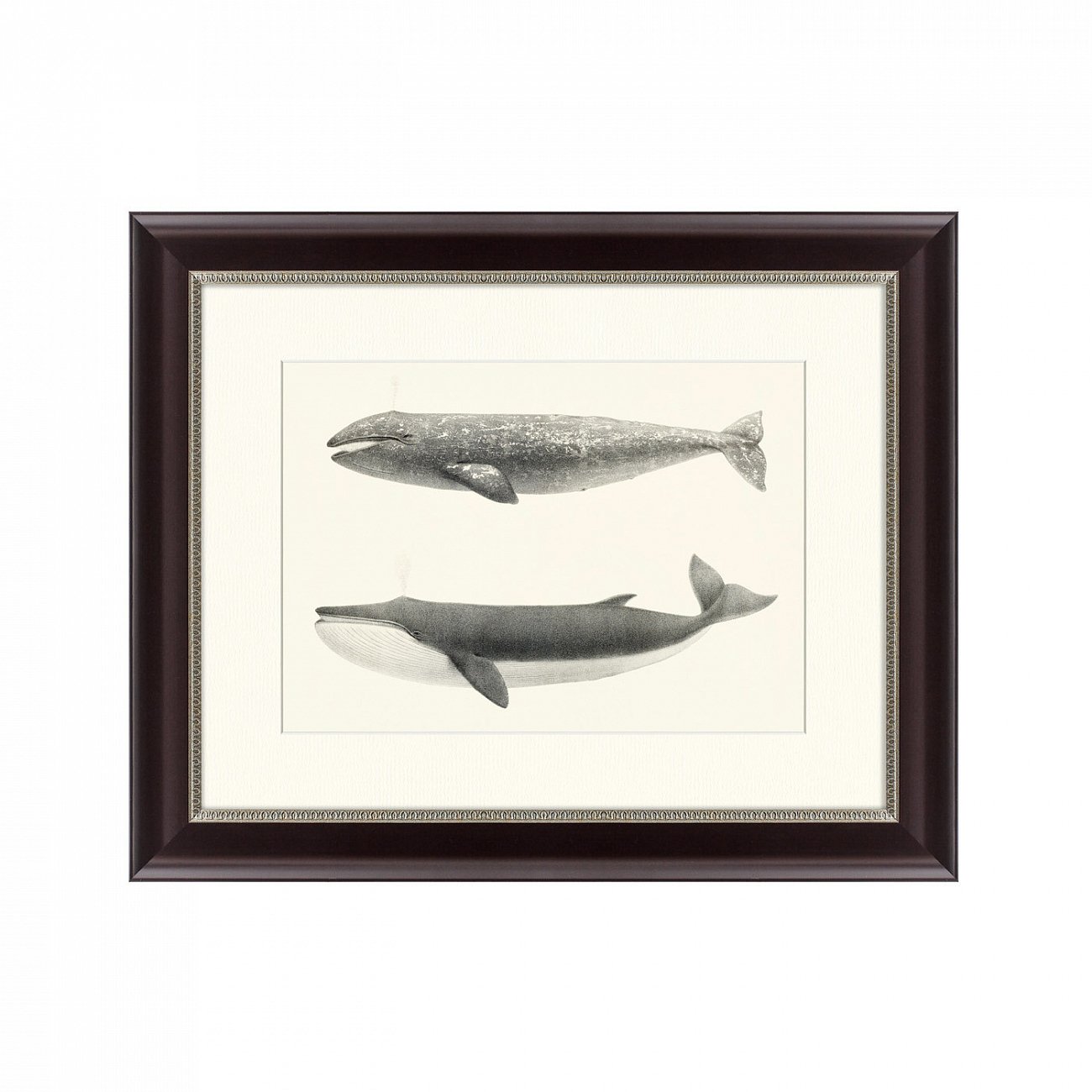 Литография на тонированной бумаге 42х52 см "The California Gray Whale (Rhachieanectes claucus), 1857 КАРТИНЫ В КВАРТИРУ  191743 Белый;коричневый;разноцветный  - Вид №1