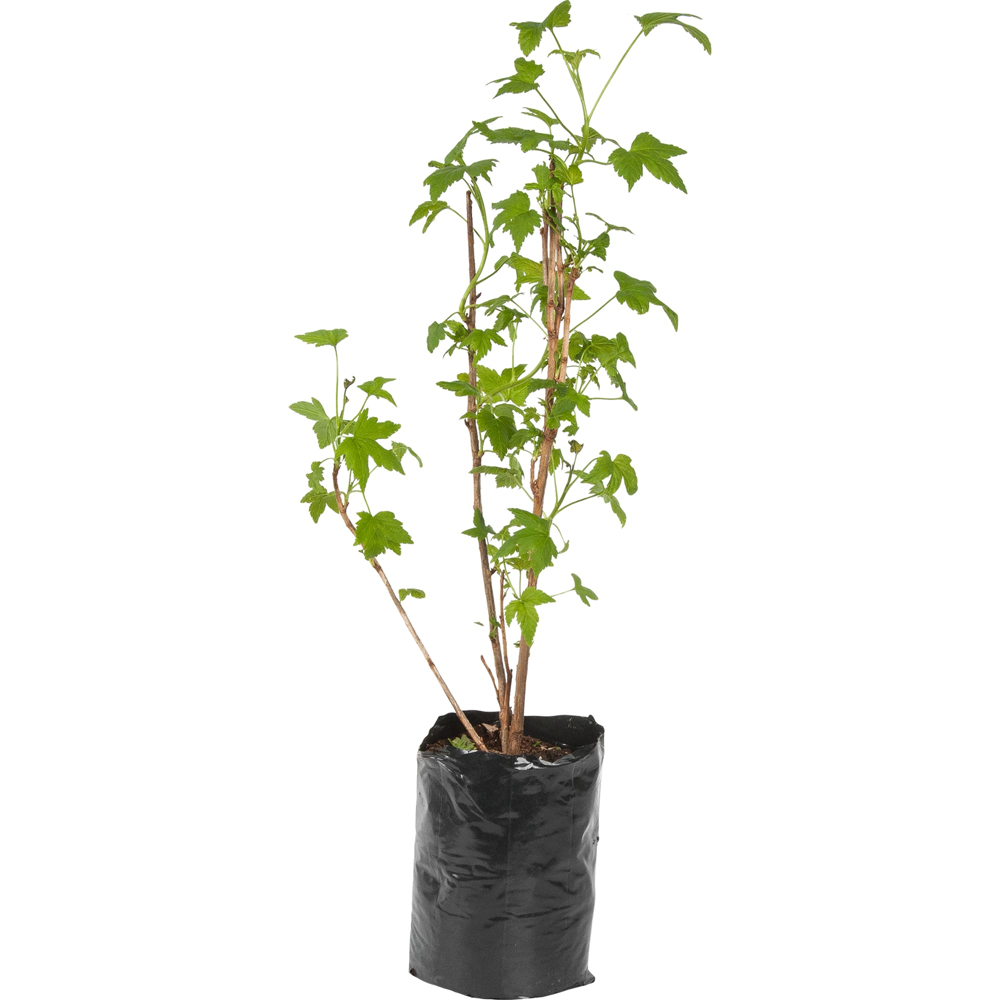 82601727 Смородина чёрная «Ажурная» 1.5-2 л высота 20-40 см Santreyd 