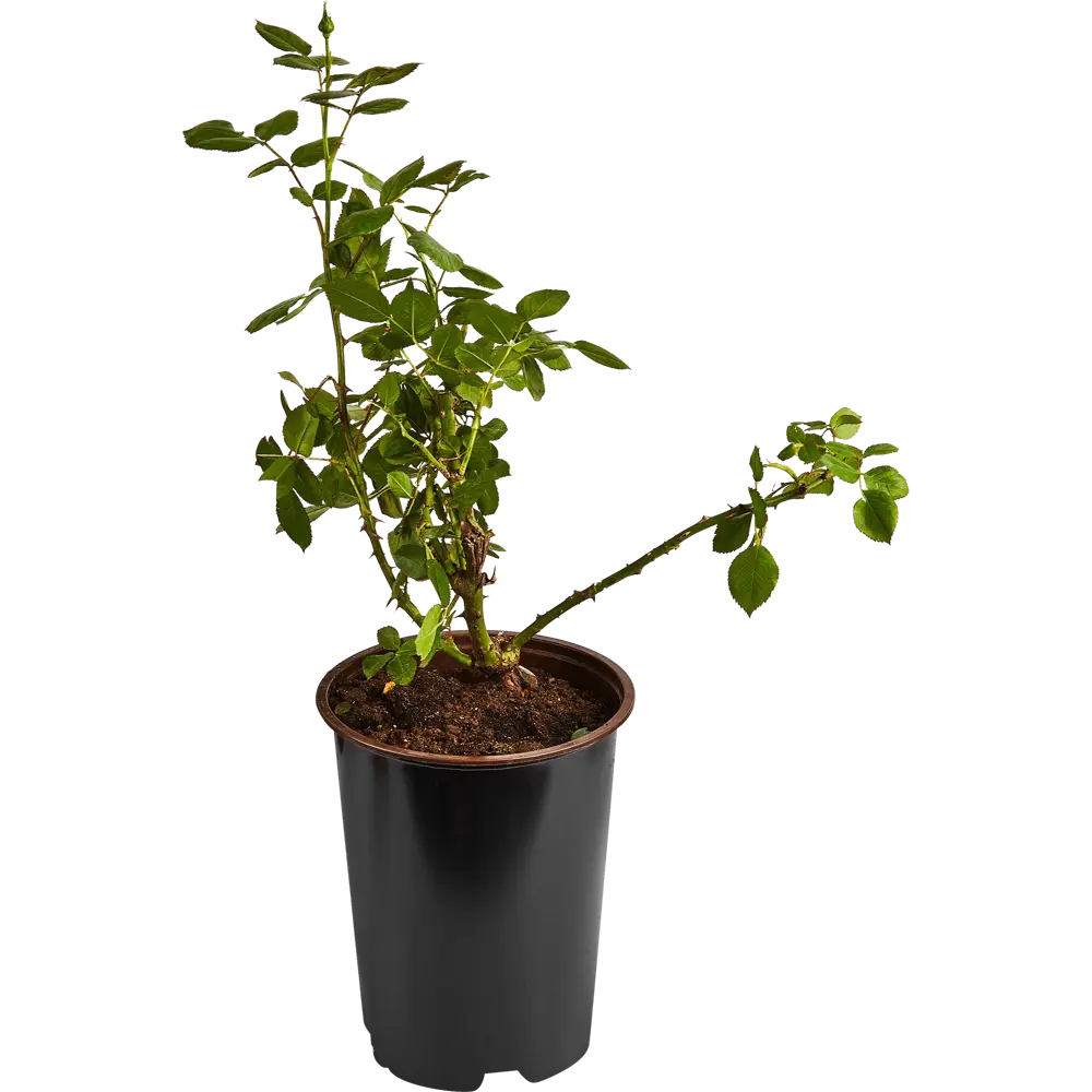 Роза миниатюрная Голд Симфони ø19 h55 см 84827392 STLM-2021506 PLANTMARKET  - Вид №1