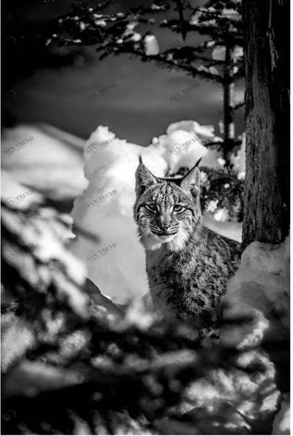 Artphotolimited Фотографическая печать Animali sun-id-1349883