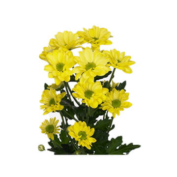 Хризантема кустовая бакарди крем просекко 70 см Santreyd 25254