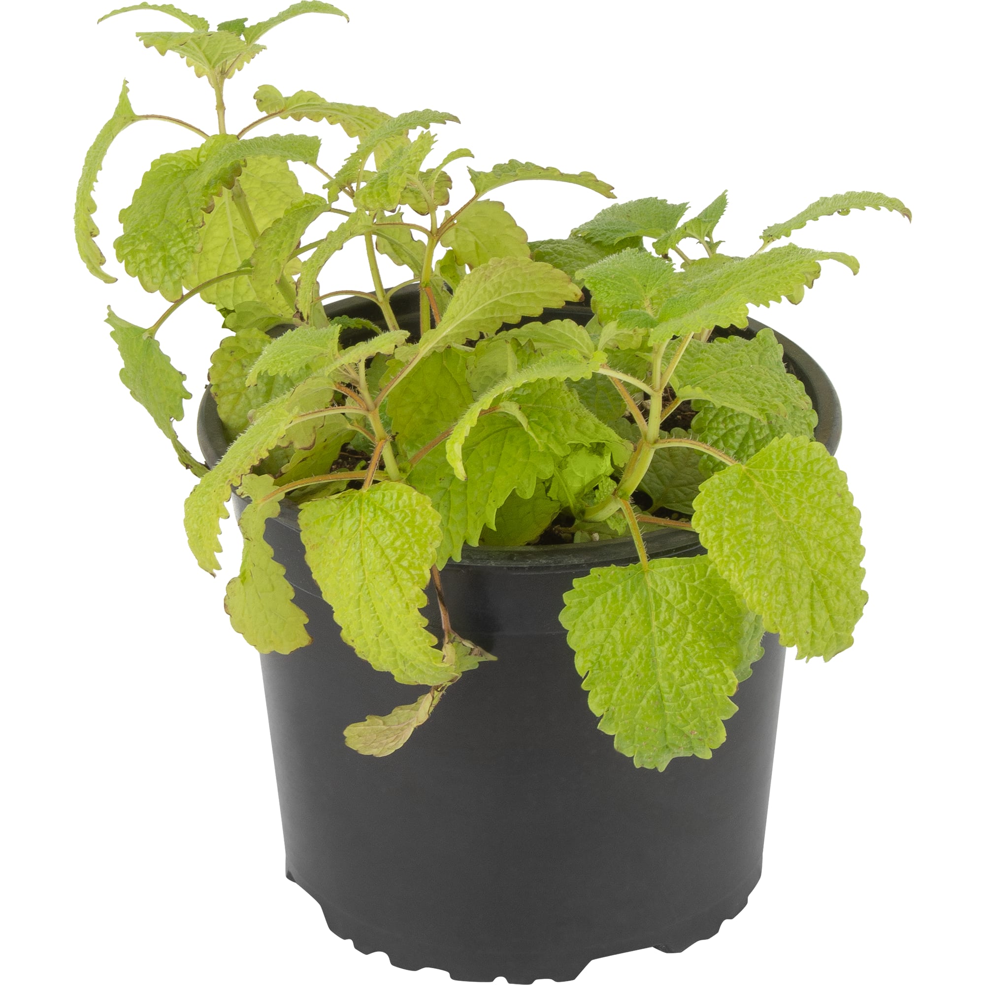 81968598 Мелисса лекарственная, контейнер 1.5 л Santreyd  - Вид №1