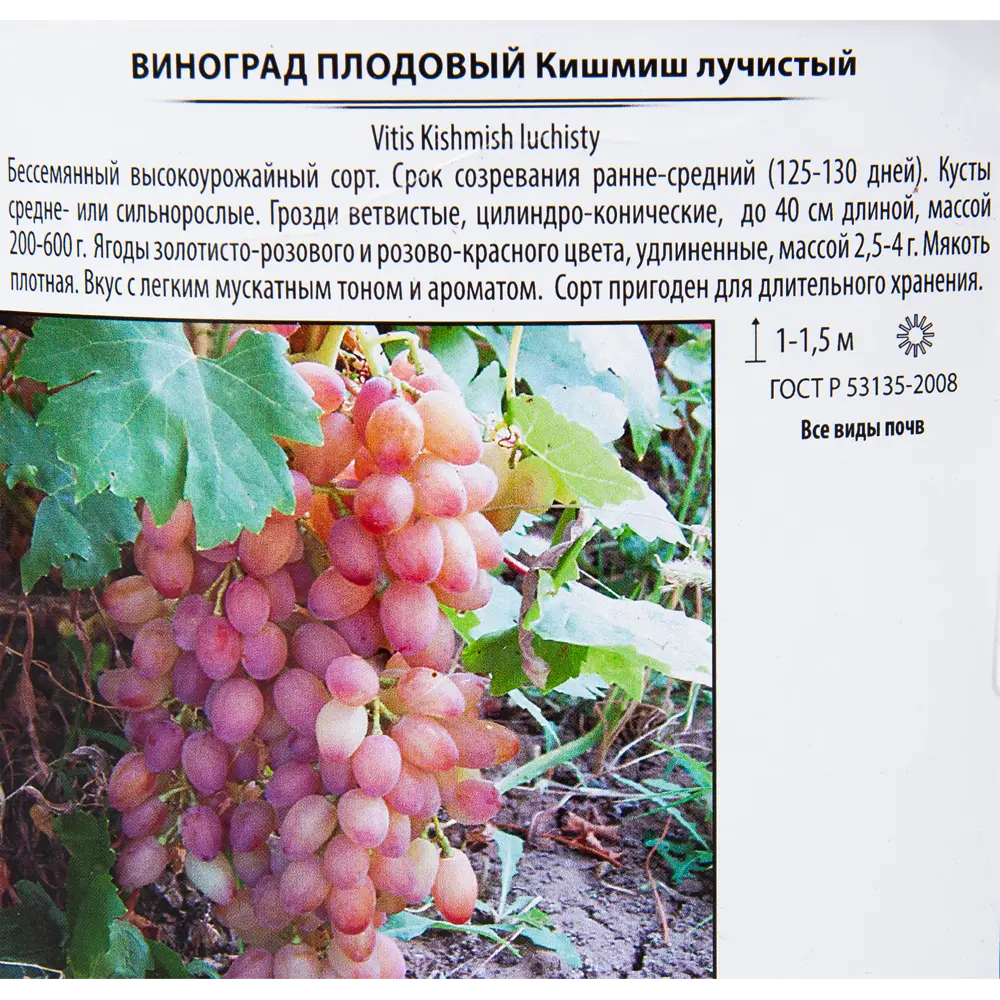 Виноград плодовый «Кишмиш лучистый» 17.5x40 см 82585388 STLM-2200112 Santreyd  - Вид №1
