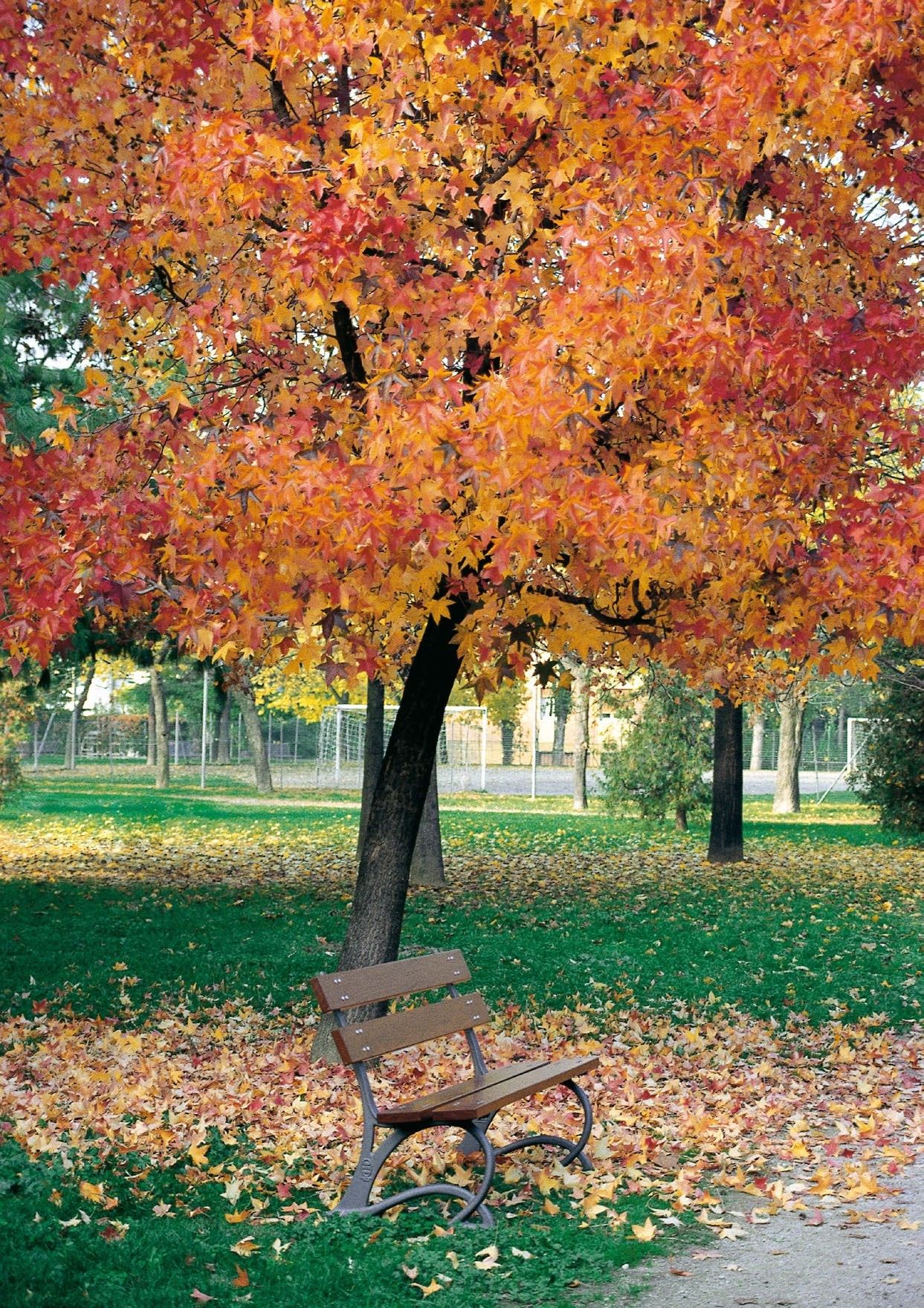 Деревянная скамья со спинкой Neri Salix ARCH-00078434 - Вид №1