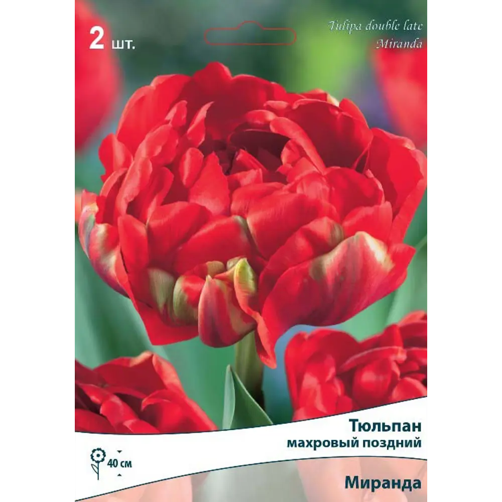 Тюльпан махровый поздний «Миранда» размер луковицы 10/11, 2 шт Santreyd STLM-2134587