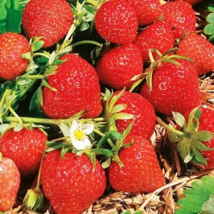 Земляника садовая Фраголауреа ø9 h10 см