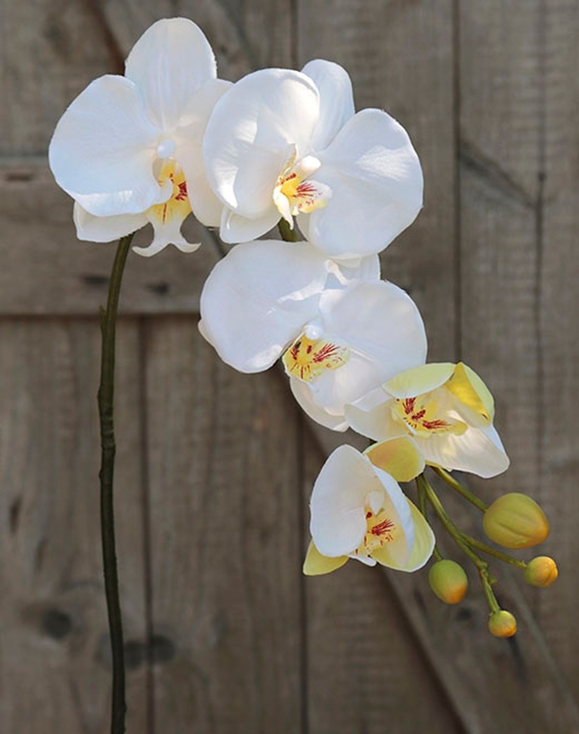 2368 777 a2 Орхидея Фаленопсис шелковая, 75 см, белая H-andreas  - Вид №1