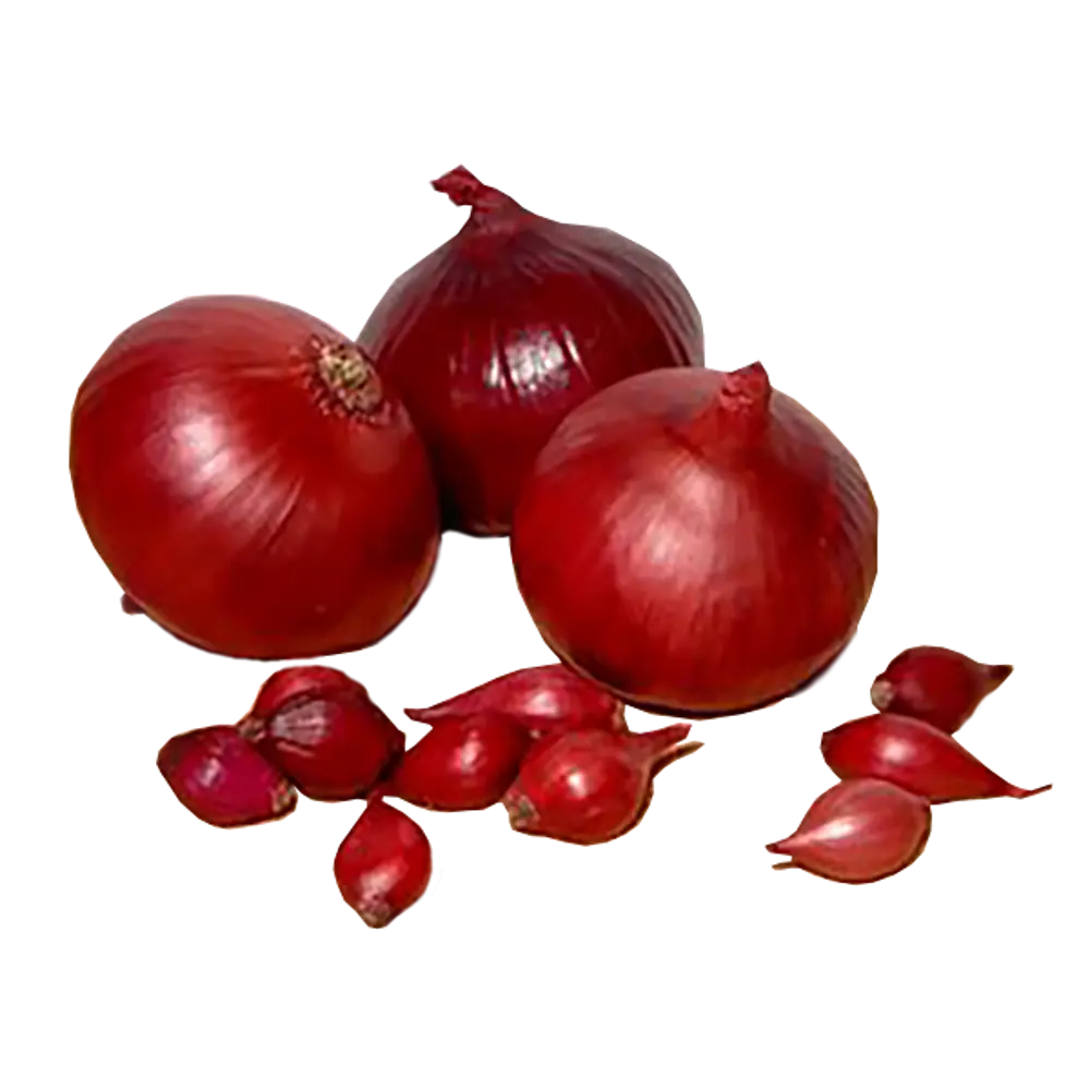 Лук-севок Кармен МС 10/24 1 кг Santreyd STLM-2008786