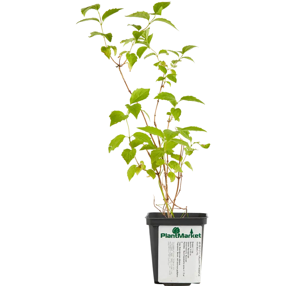 Чубушник Монт Бланк ø9 h15 см 84829128 STLM-2055707 PLANTMARKET  - Вид №1
