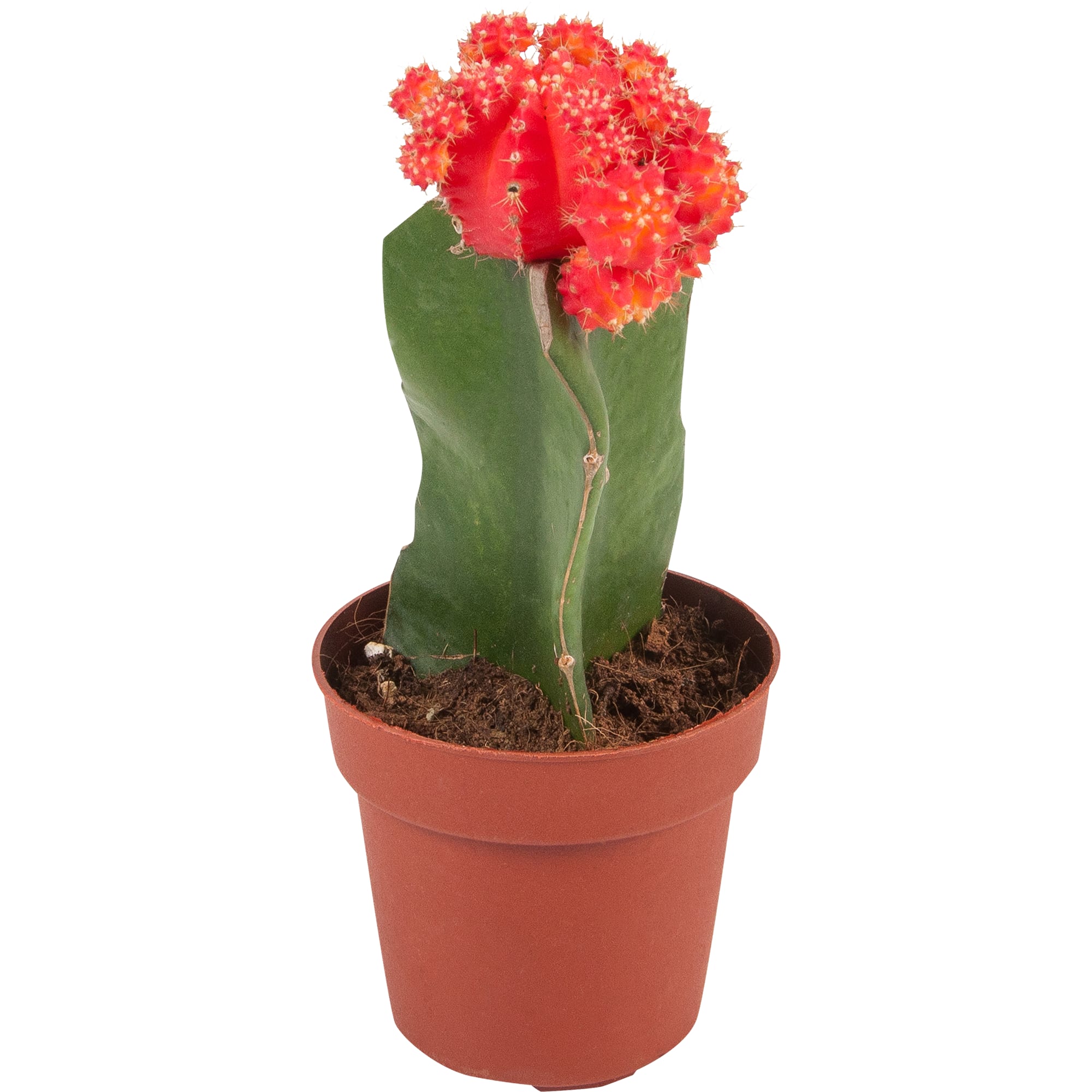 82565299 Гимнокалициум японский микс 8.5x20 см Santreyd 