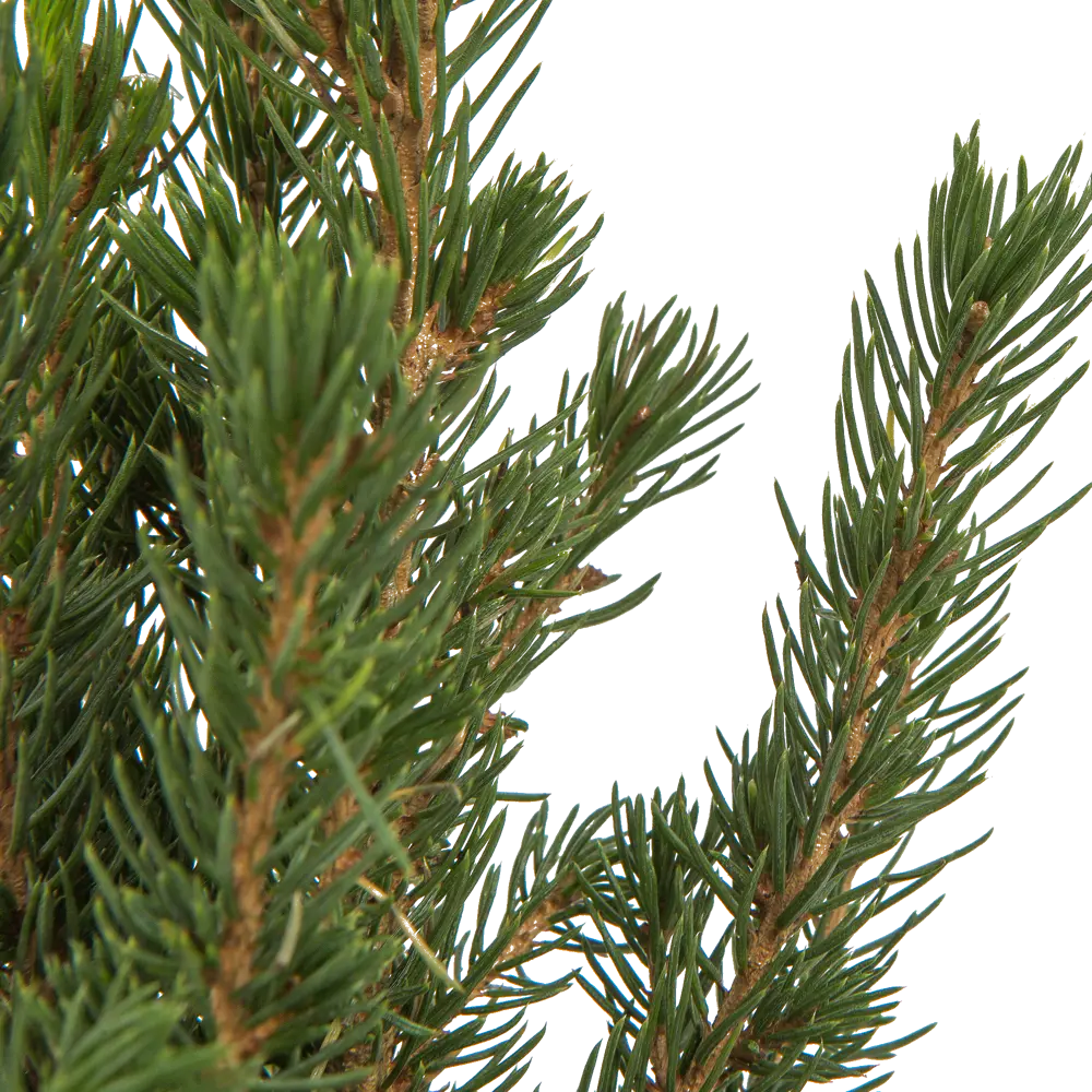 Ель Коника ø9 h35 см Santreyd STLM-2202902 - Вид №4