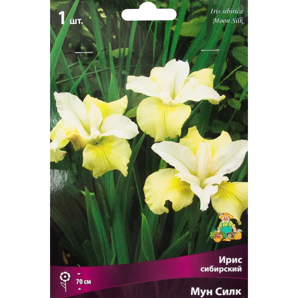Ирис сибирский «Мун Силк», размер луковицы I Santreyd STLM-2148232