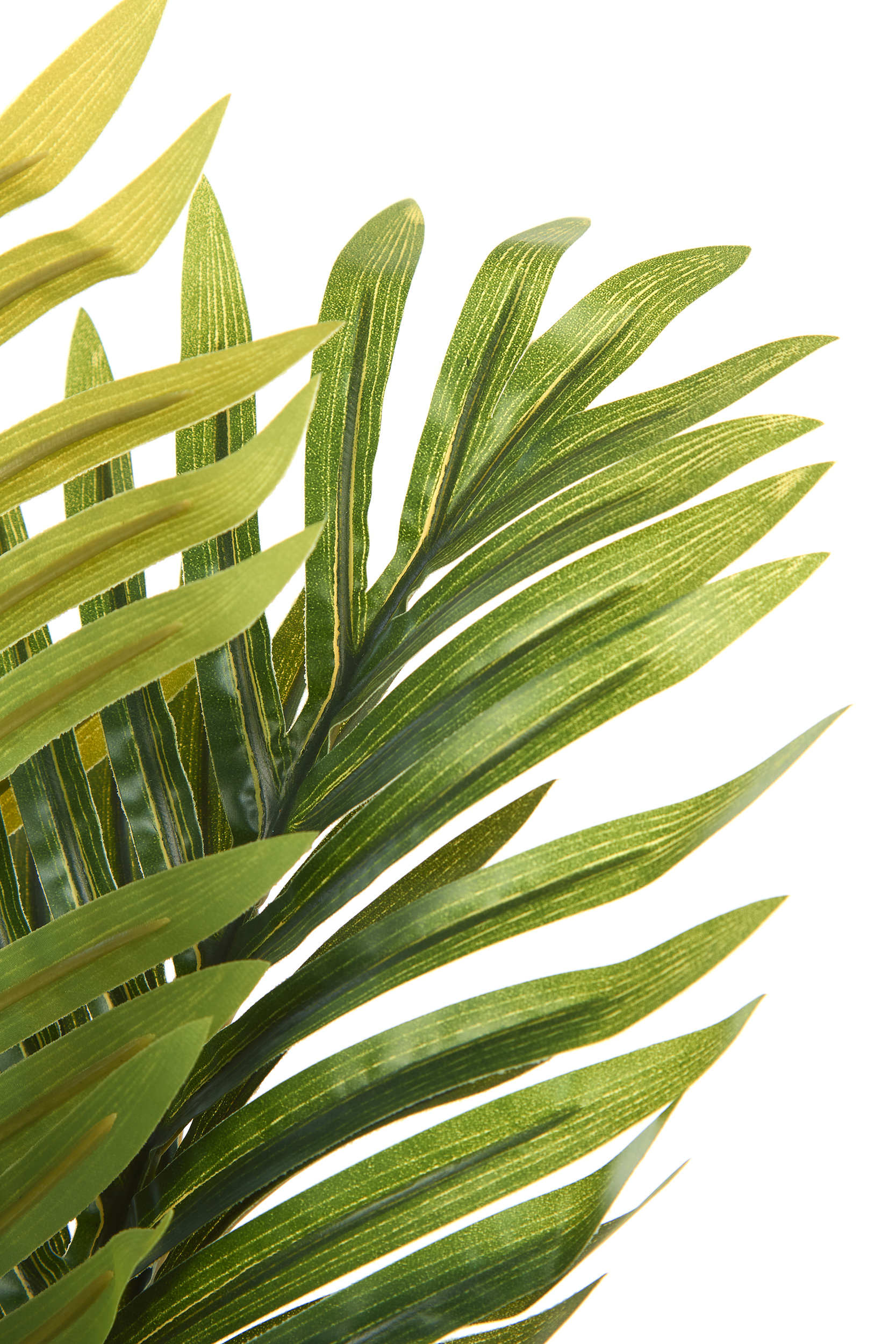 2000983223425 Ховея Пальмовая LINIE DESIGN  - Вид №2