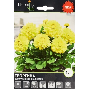 Георгина декоративная Санмастер 1 шт. 83628452 STLM-2132213