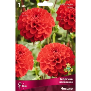 Георгина помпонная Несцио 86409990 STLM-2055540