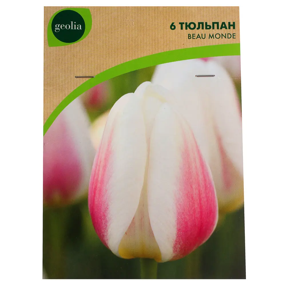 Тюльпан Beau Monde GEOLIA 11/12 (6/36) 18658901 STLM-2194257  - Вид №1