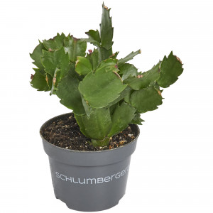 82399783 Шлюмбергера 10.5x22 см