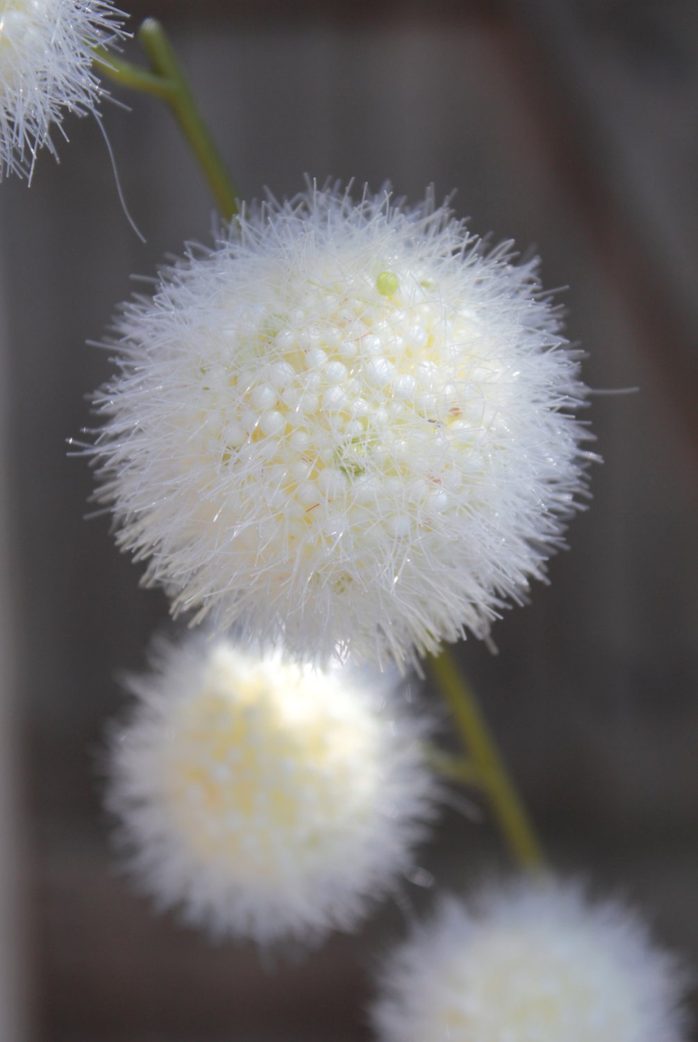 5535 778 a3 Искусственный спрей из плодов гомфокарпуса, 103 см, бежево-белый H-andreas  - Вид №5