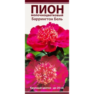 Пион молочноцветковый «Баррингтон Бель», размер луковицы I 82319603 STLM-2028668
