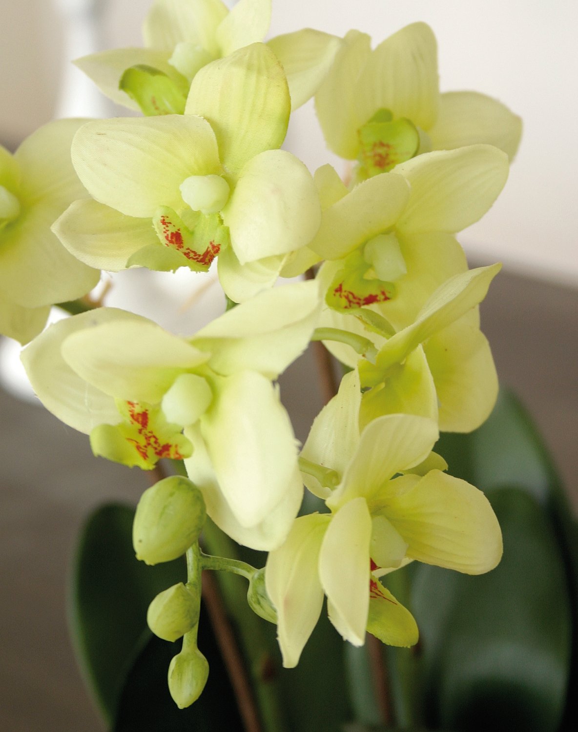 2609 788 a3 Искусственная орхидея Фаленопсис, кремово-зеленая H-andreas  - Вид №1