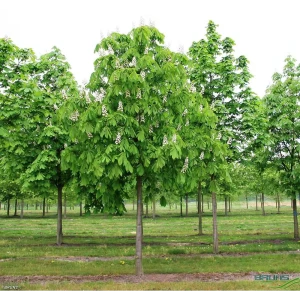 Каштан конский обыкновенный» 45x250 см 82676711 STLM-2046299