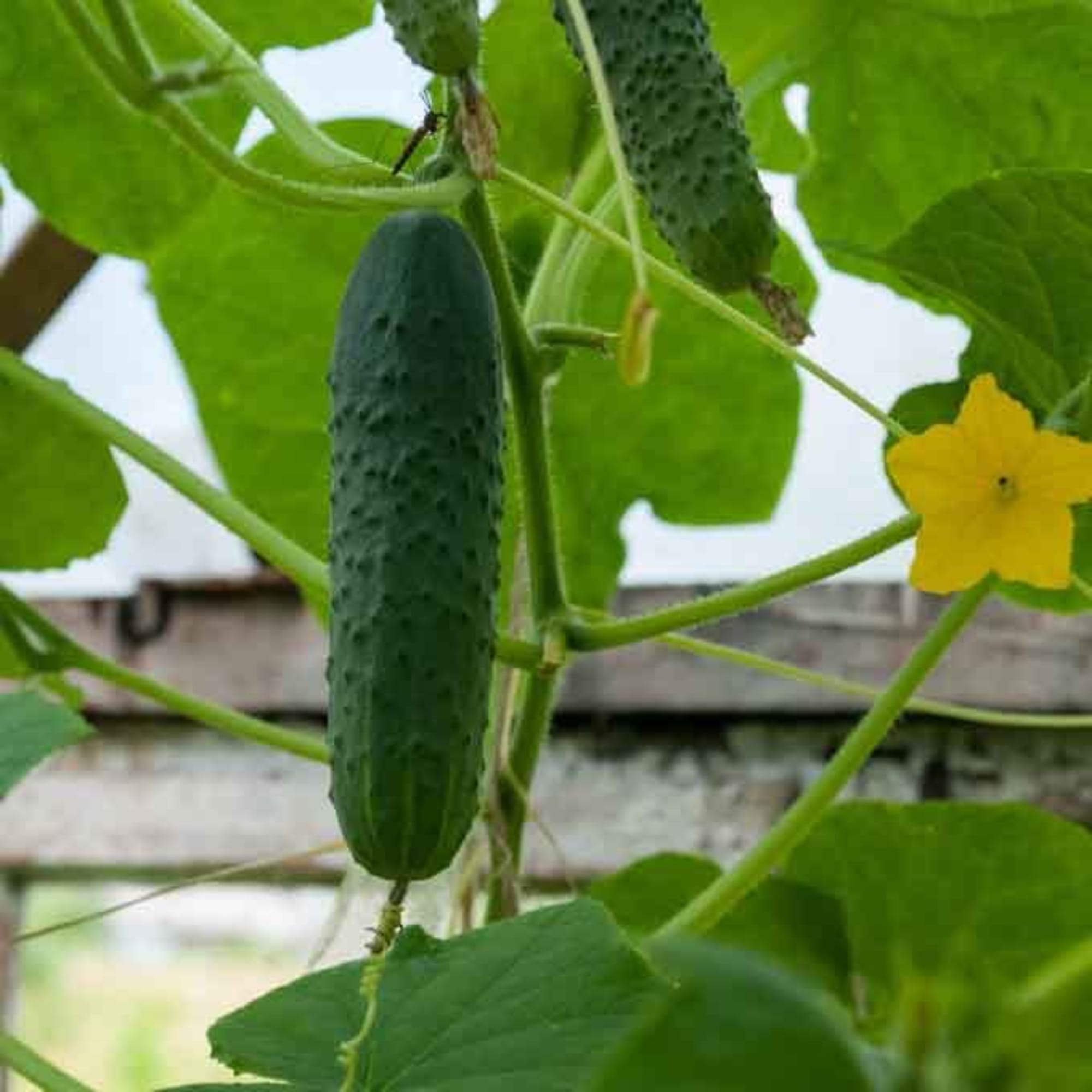 81947894 Семена Огурец «Монастырский» Santreyd 