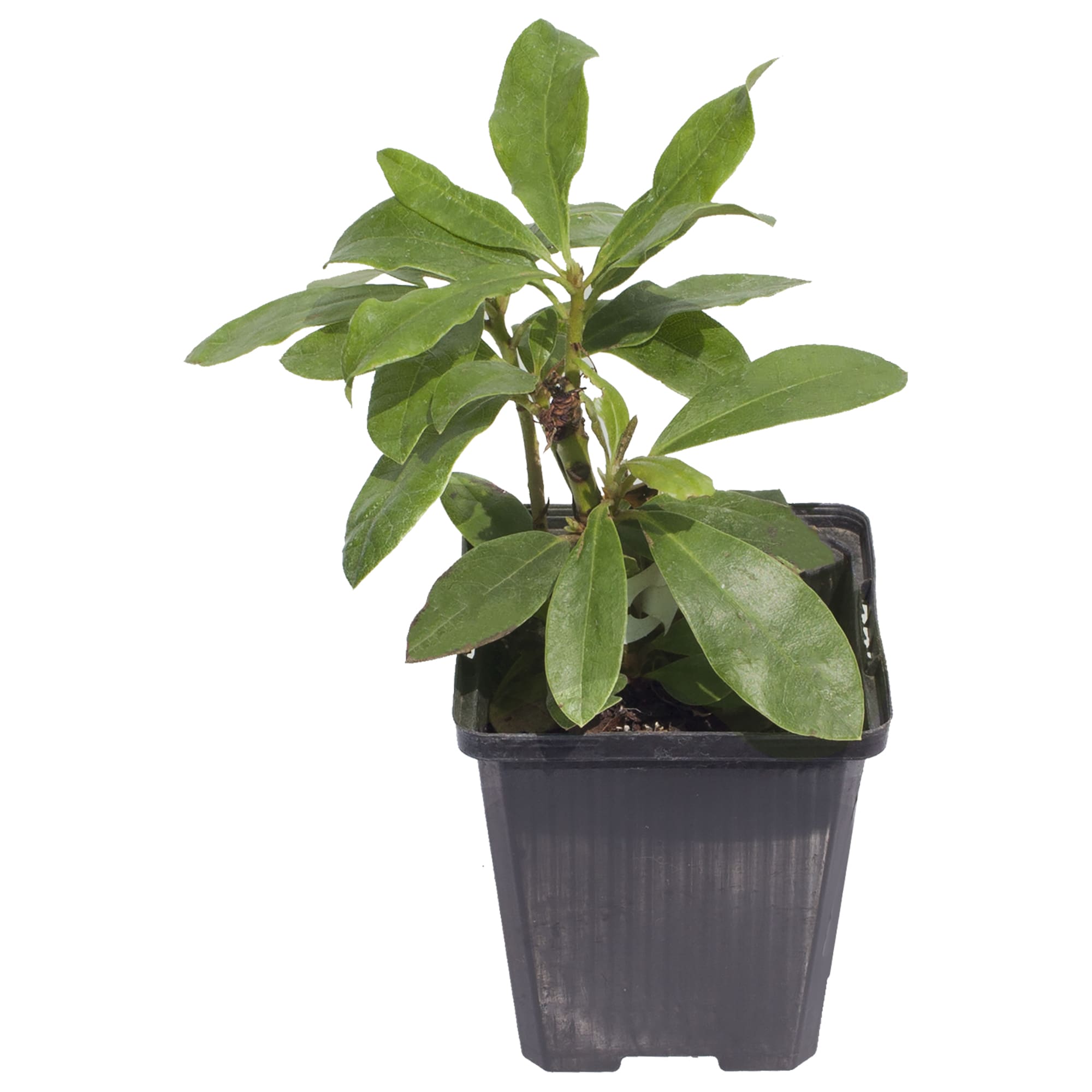 17892252 Рододендрон Розеум Элеганс, Р9 Santreyd 