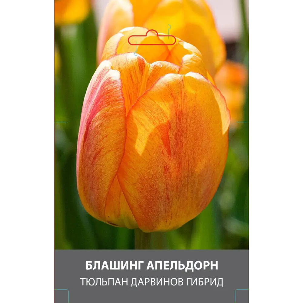 Тюльпан Дарвинов гибрид Блашинг Апельдорн луковицы 10 89432966 STLM-2206481 Santreyd 