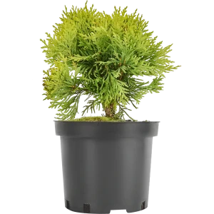 Туя западная «Мириам» 19x20 см