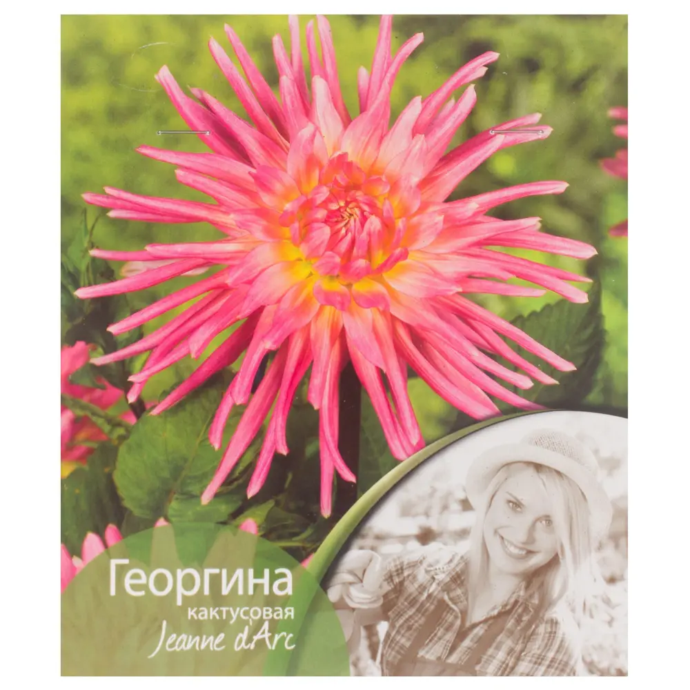 Георгина кактусовая «Жанна Д`Арк» Santreyd STLM-2135058