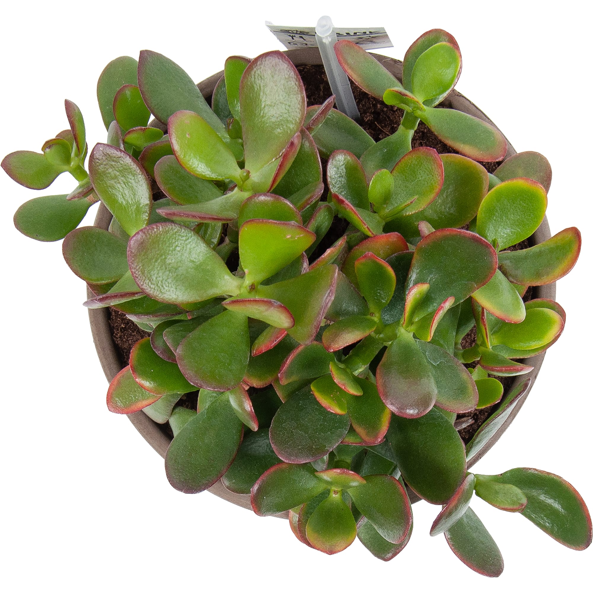 82850441 Крассула в каменной чаше 17х22 см Santreyd  - Вид №1