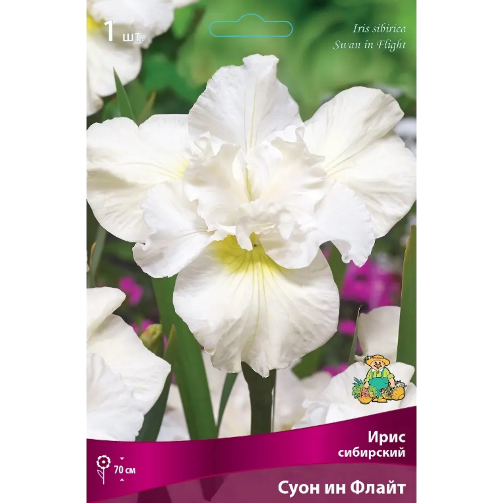 Ирис сибирский Суон Ин Флайт луковица I 83597279 STLM-2111939 Santreyd 