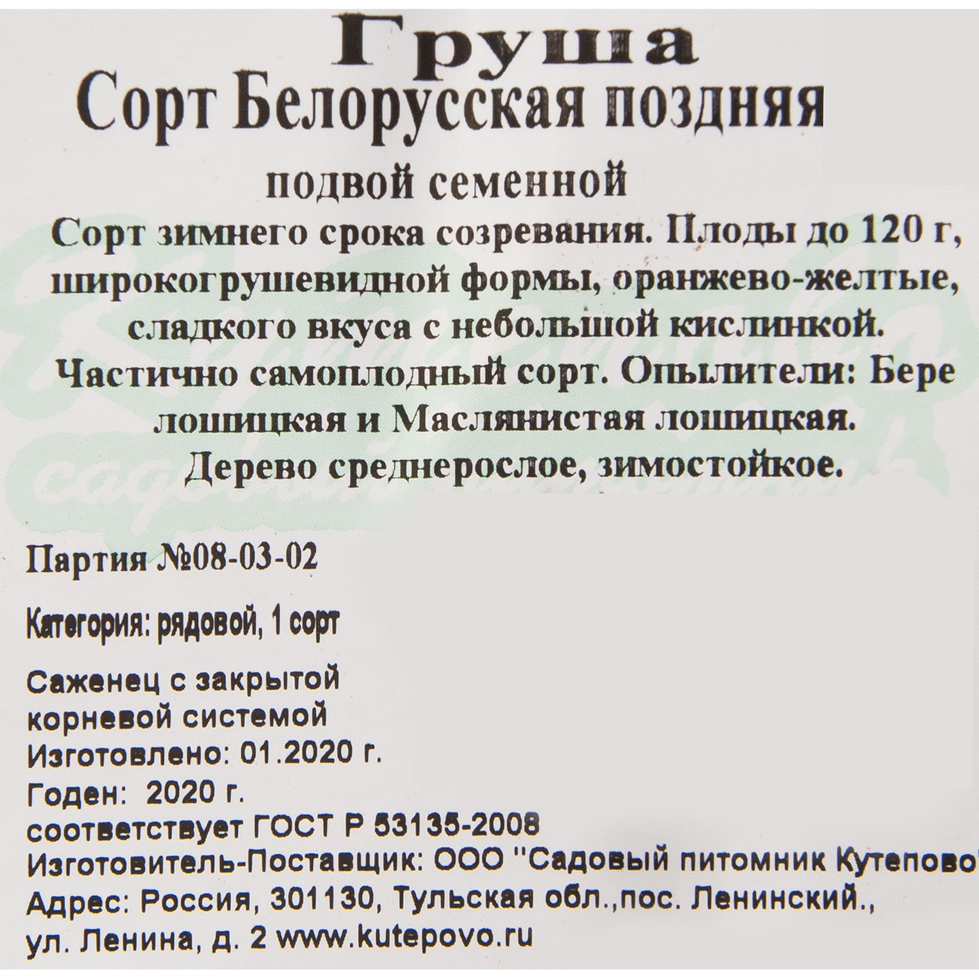 82596978 Груша «Белорусская поздняя» C4 высота 140 см Santreyd  - Вид №1