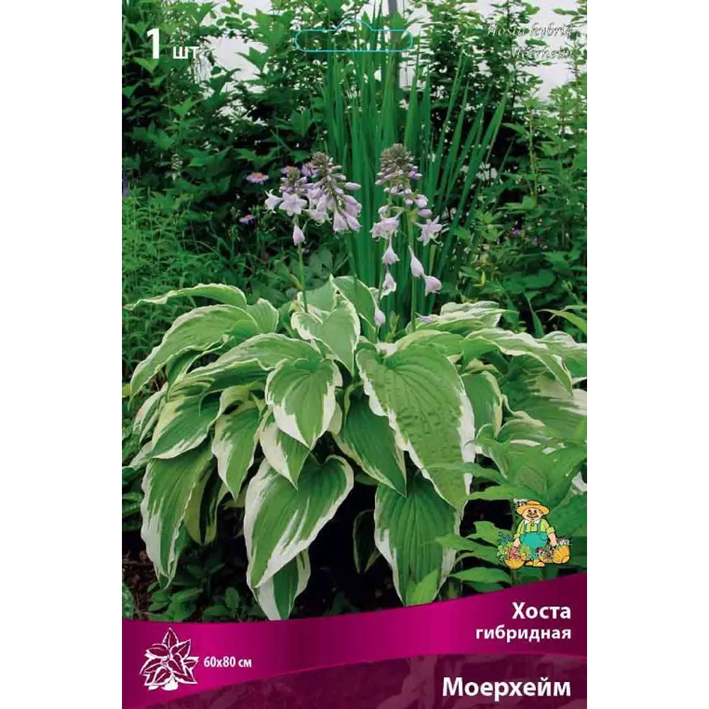 Хоста гибридная Моерхейм луковица I Santreyd STLM-2207824